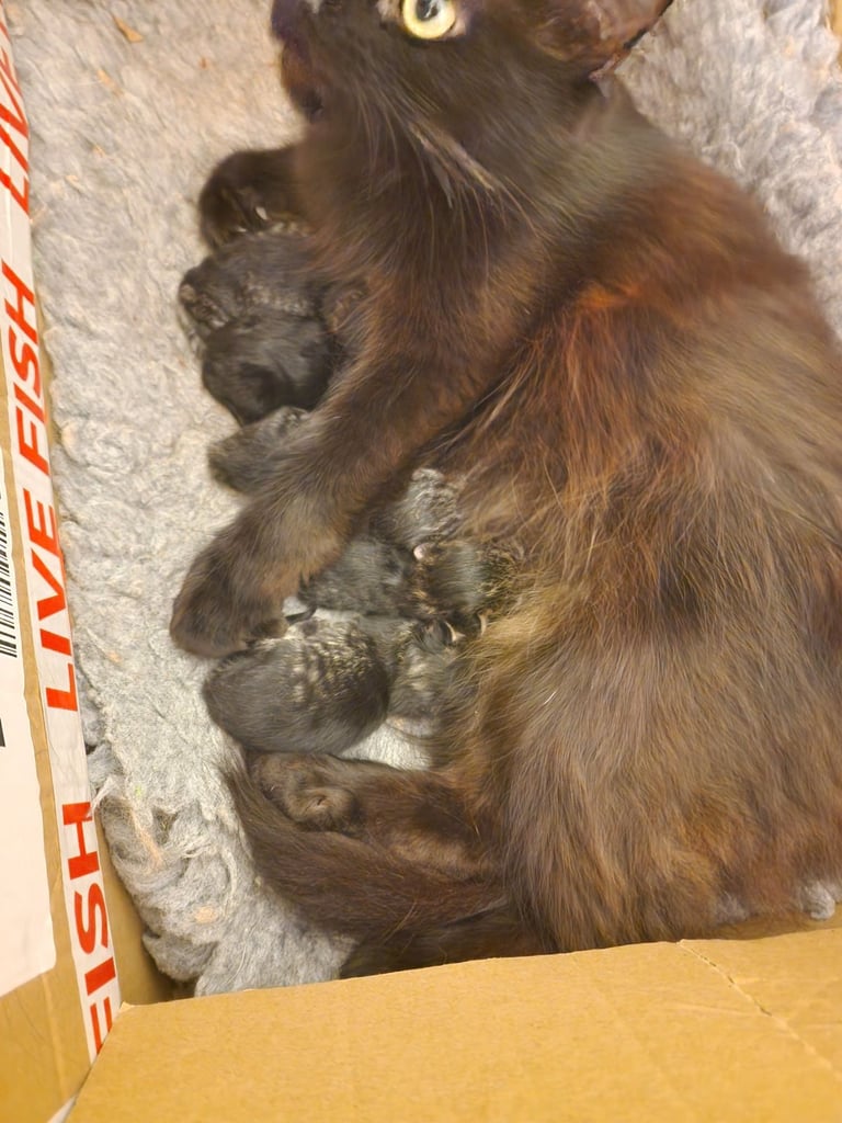 Polydactl maine coone kittens 