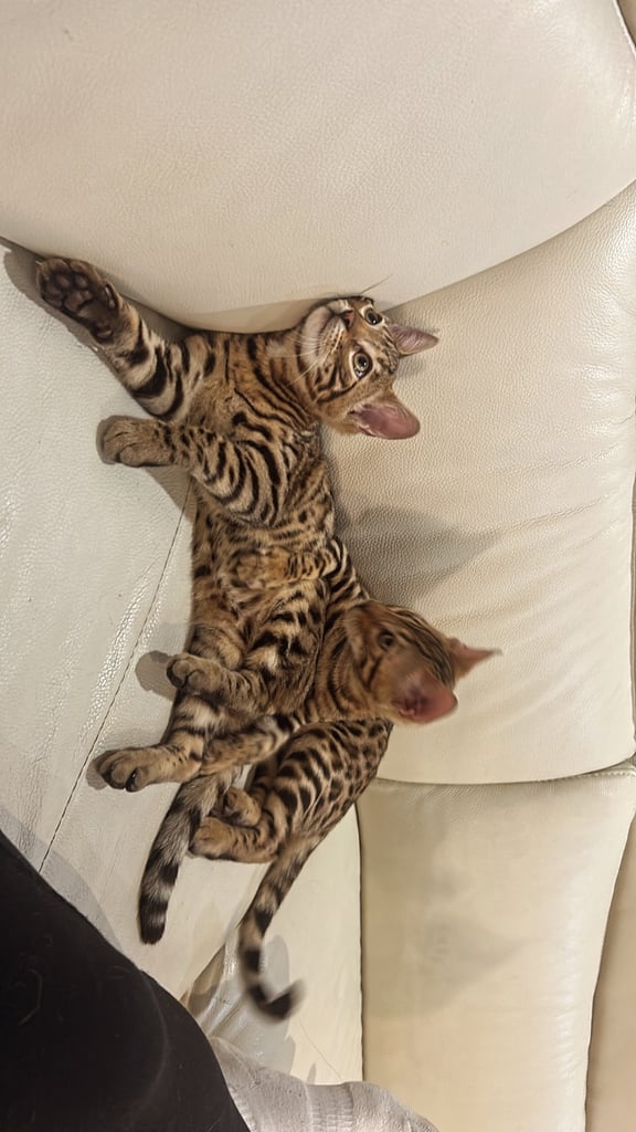 Bengal kittens ready now