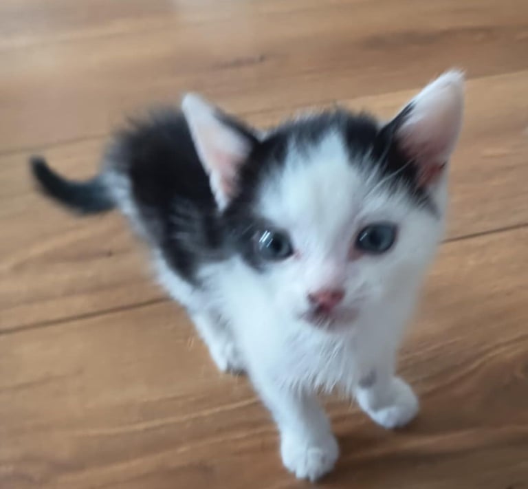 Kitten