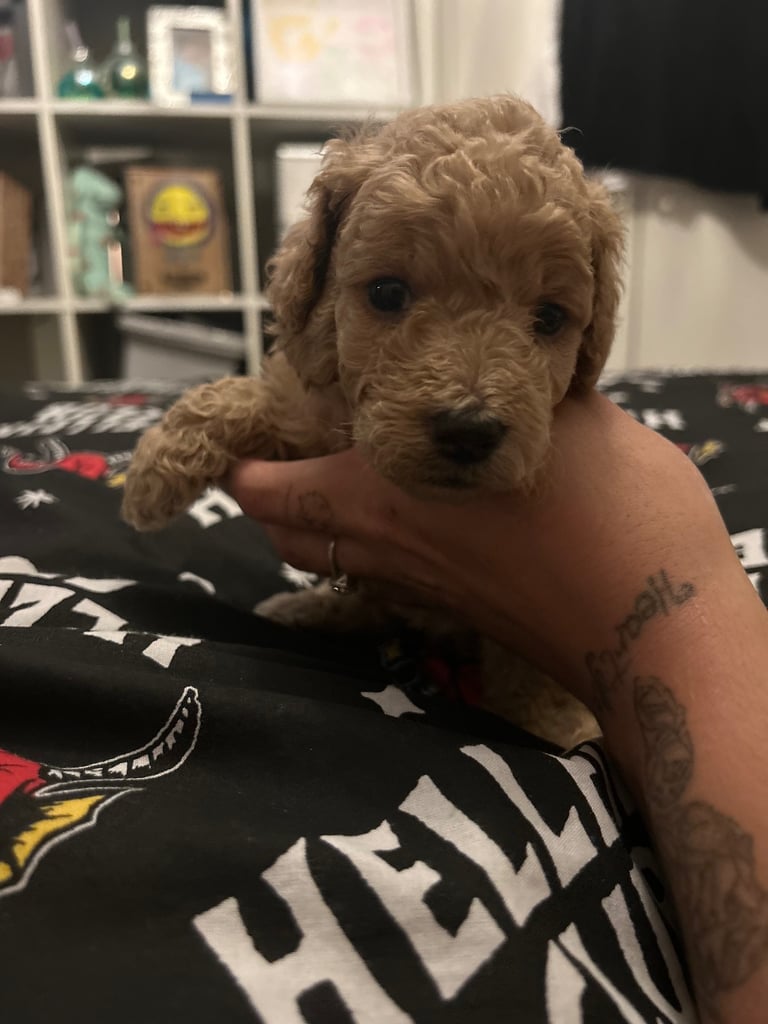 Miniature Cockapoo
