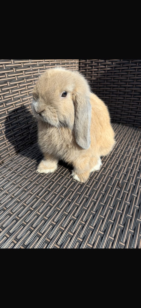 2 Rabbits for sale 