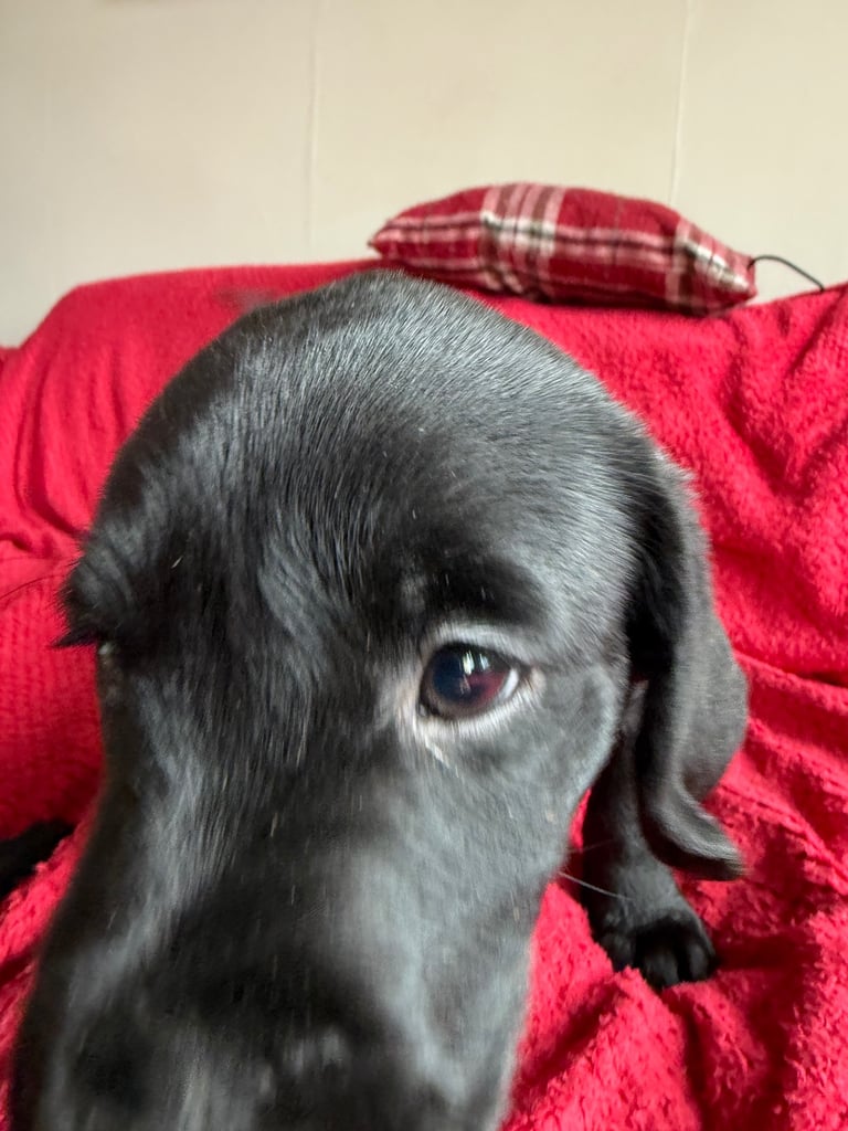 Labrador Pups - 3 black girls 