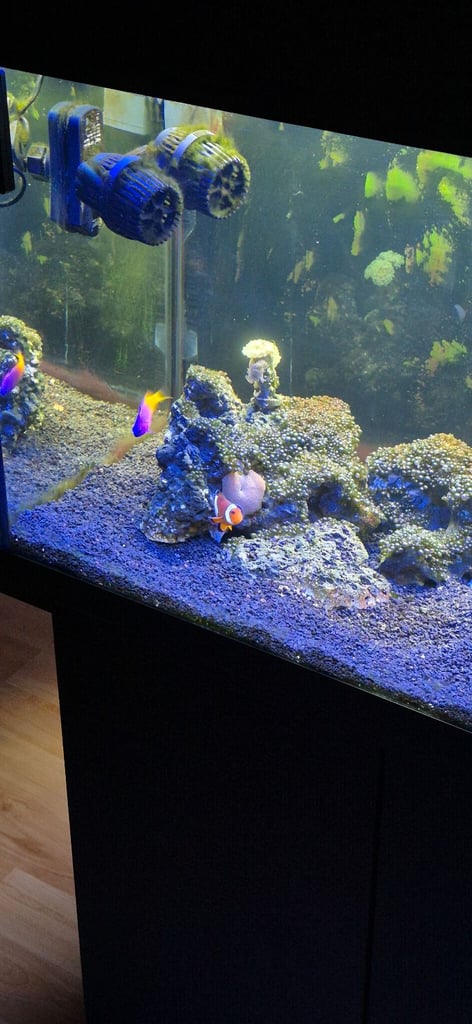 Jewel 180L Marine Tank with Fish, Live Rock/Coral.