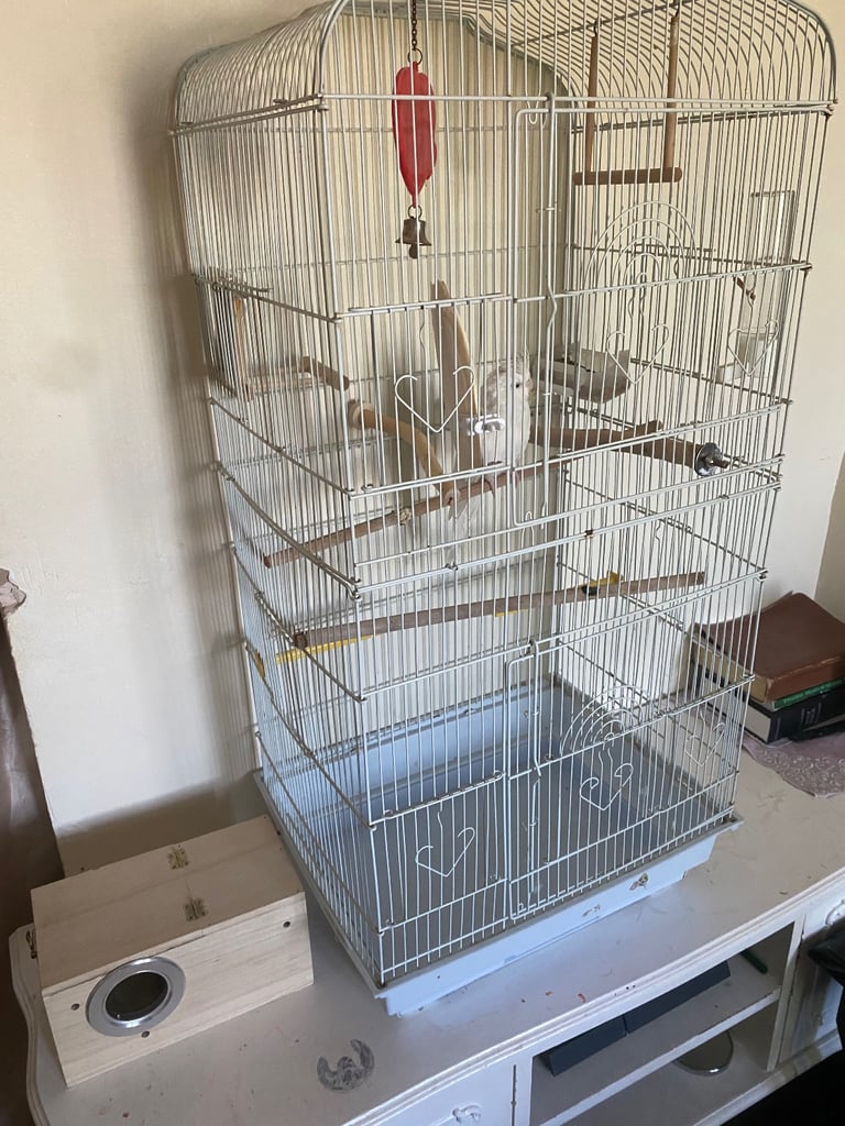 Cockatiel 