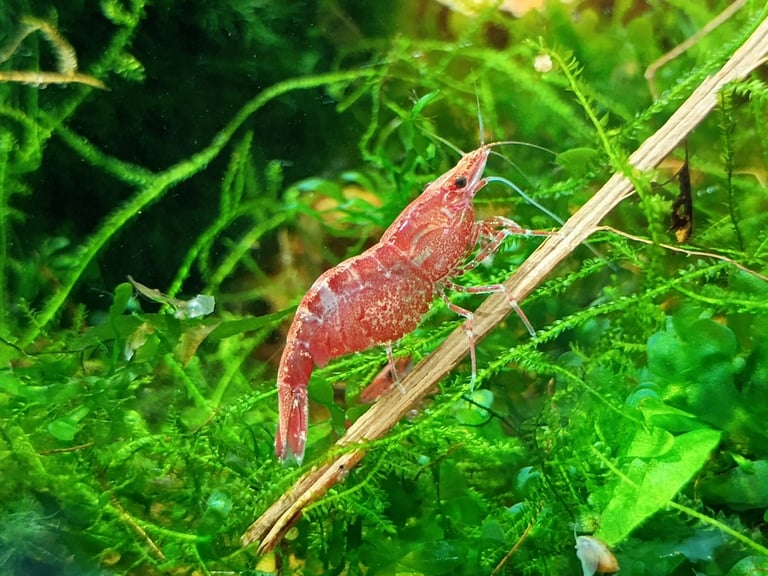 Neocaridina Red Cherry Shrimp 