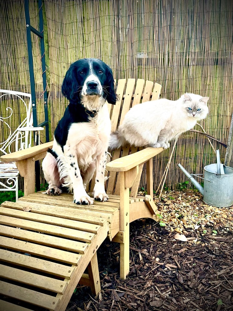 Male English Springer Spaniel 4 YO