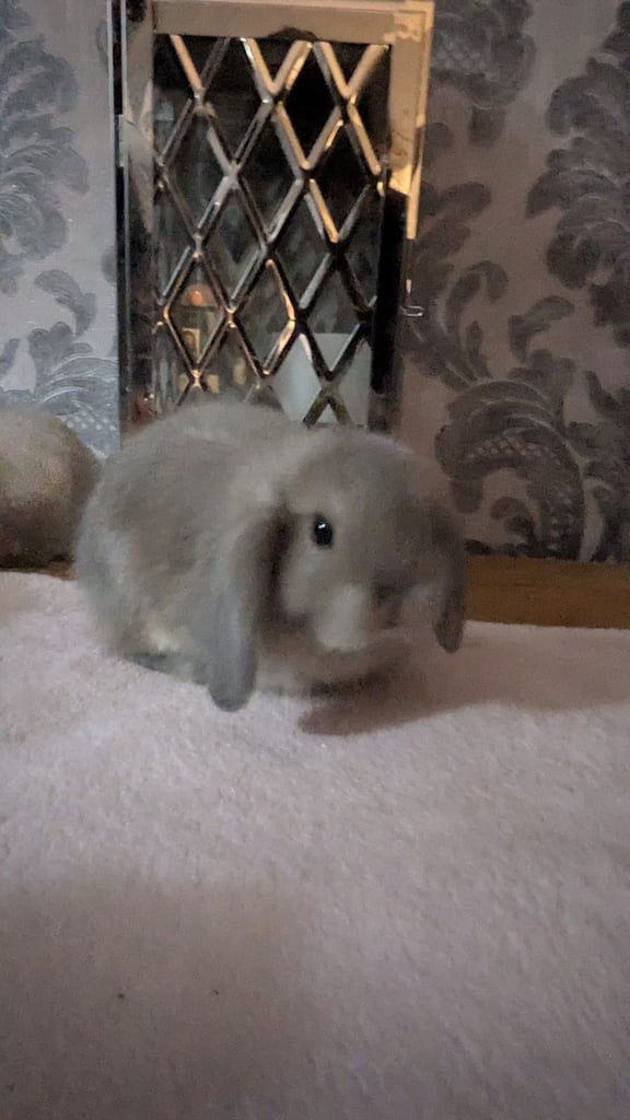 Baby mini lops for sale £60