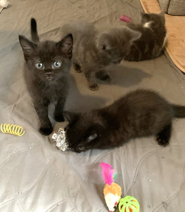Gorgeous well loved kittens for sale, only two left