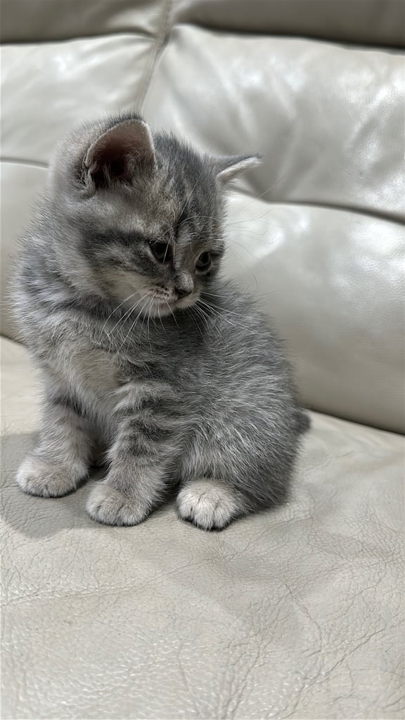British short hair kittens shorthair