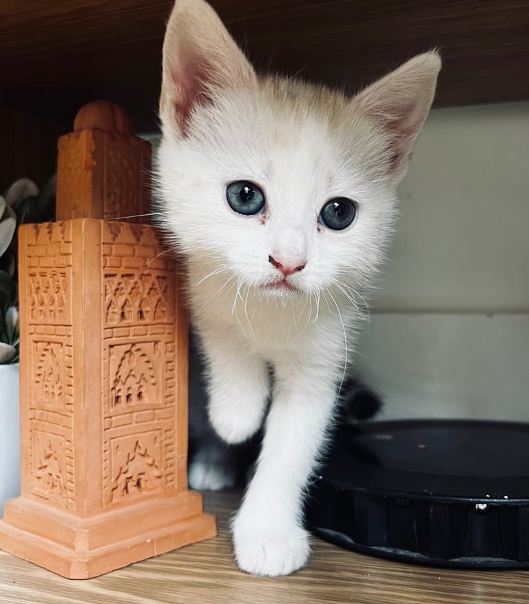 Kittens Cute Persian Mix Friendly cat
