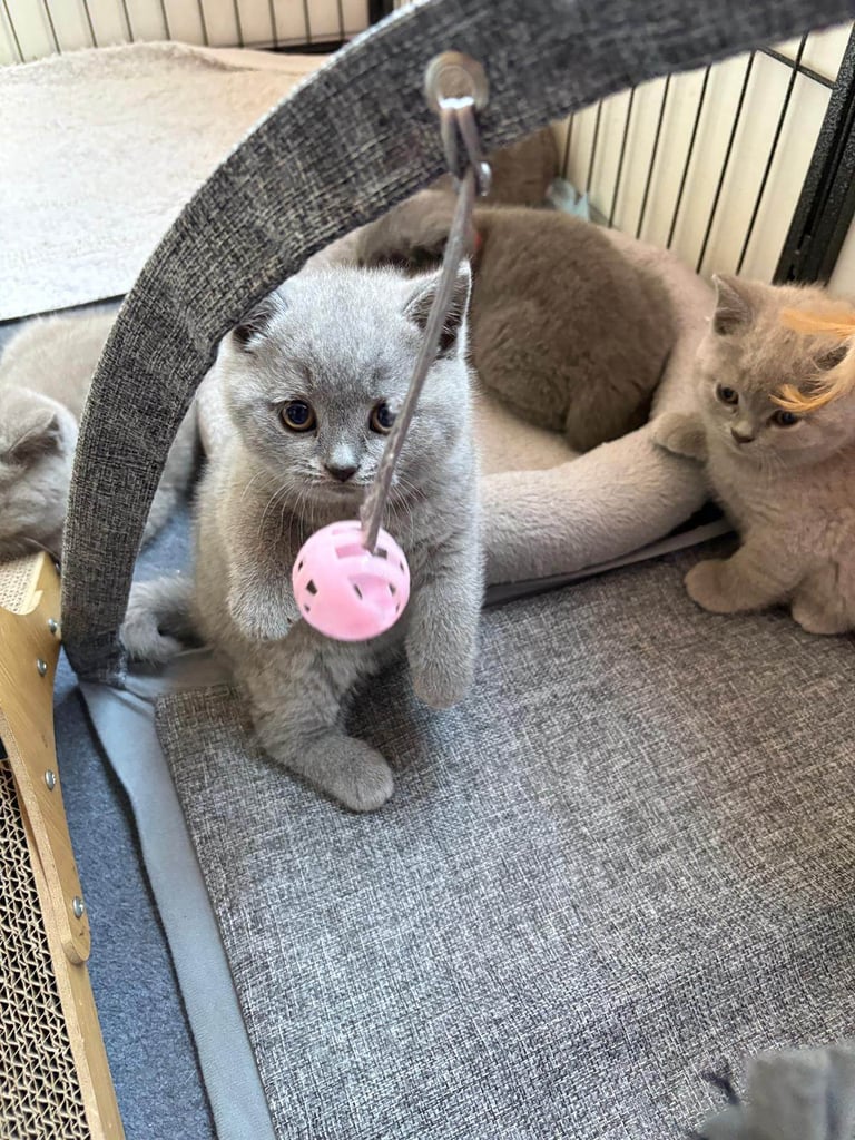 Top Pedigree British Shorthair Kittens