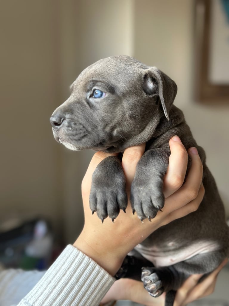 Staffy x cane corso puppies 
