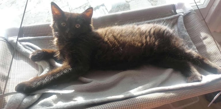 Adorable Kitten Looking for a Loving Home – 10–12 Weeks Old