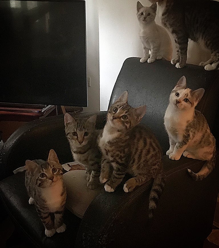 Five half bengal kittens looking for a forever home