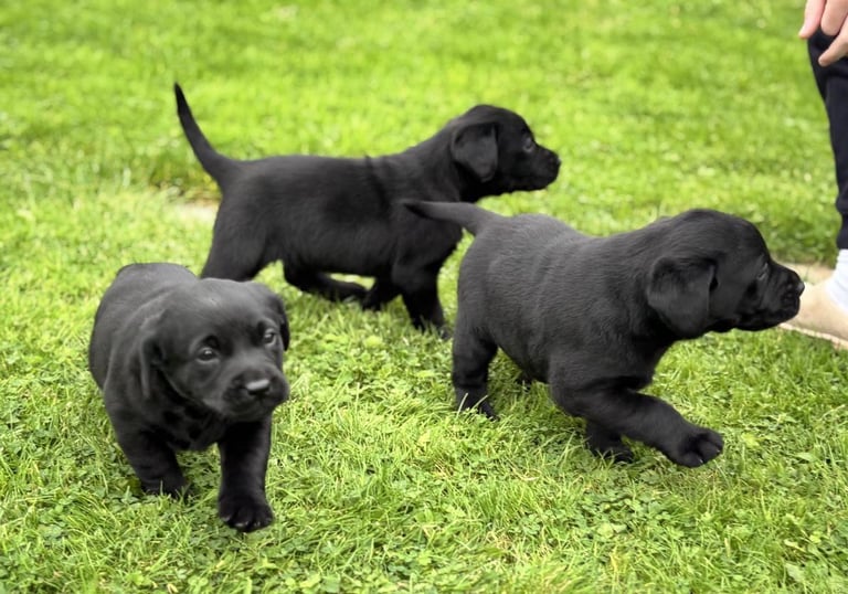 Labrador retriever pups can leave now 