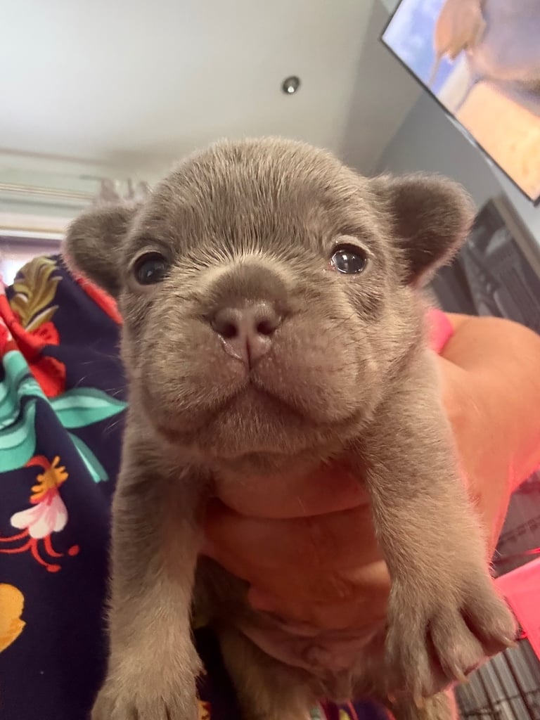 French Bulldog