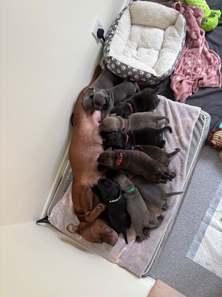 Beautiful Staffy Puppies for sale 