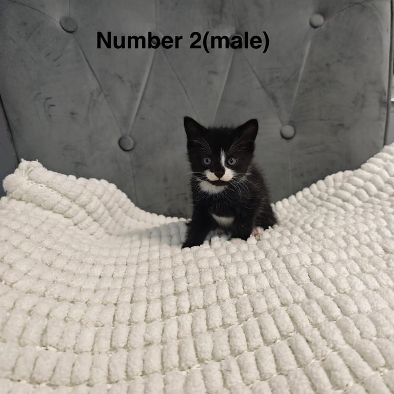 Very friendly  kittens 