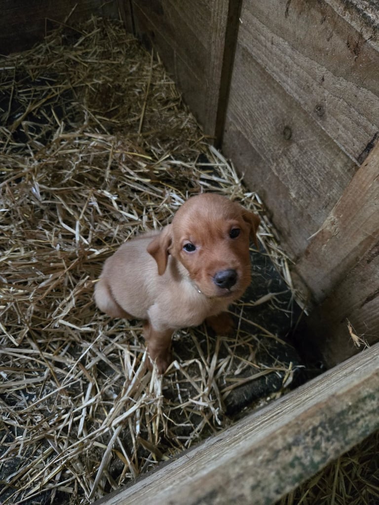 Fox Red Labrador Pups