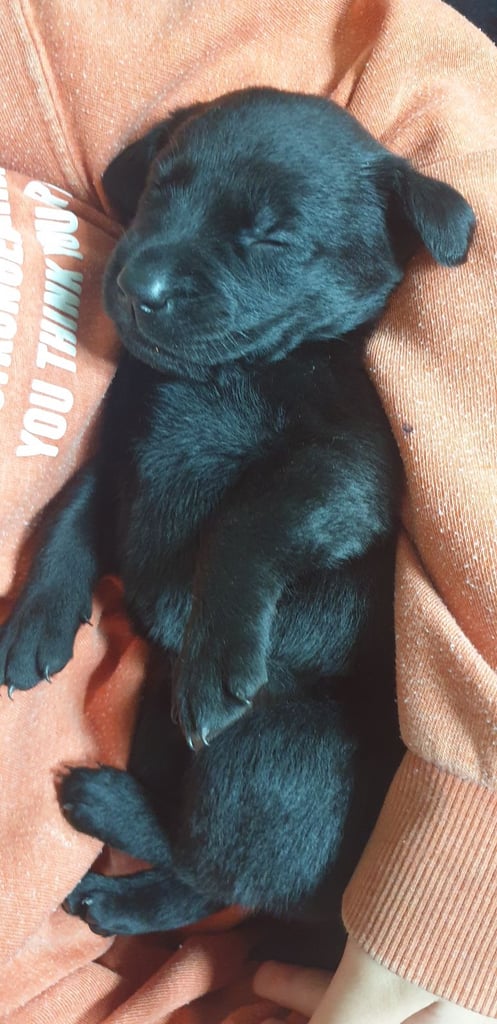 Reducrd* 11 KC reg, labrador retrievers, 10weeks old.