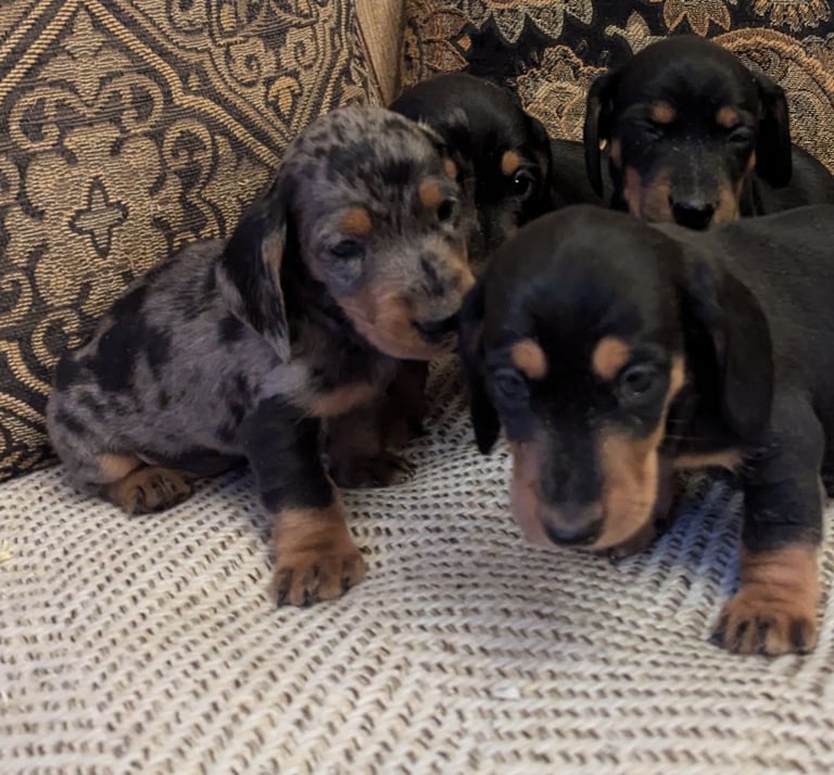 Dachshunds