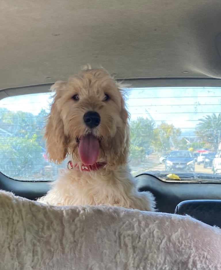  Beautiful Cocker doodle female puppy