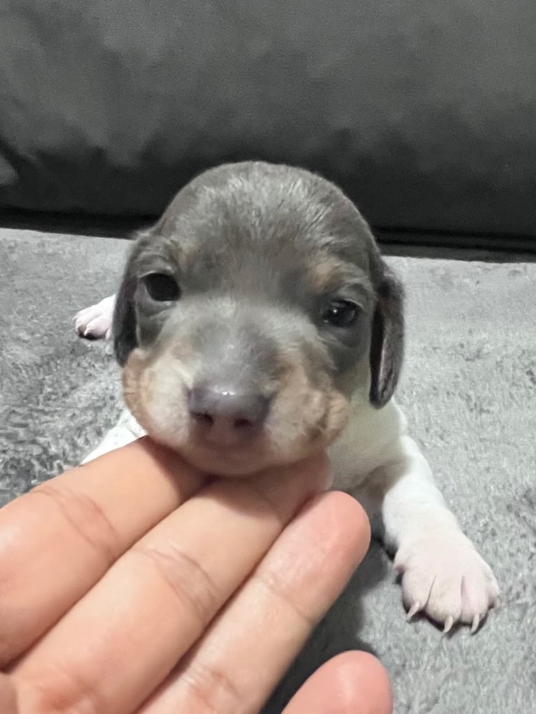 Miniature dachshunds (1 boy left)