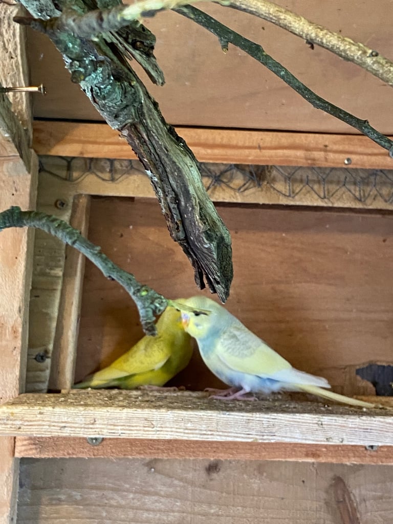 Baby budgies