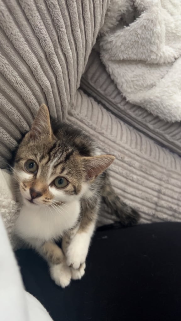 Adorable 10-Week-Old Kitten – Looking for a Loving Home 🐾