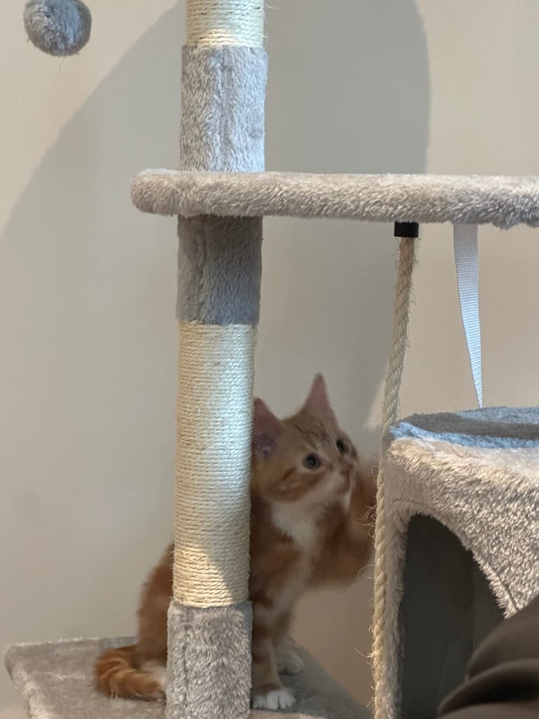 Ginger kittens available