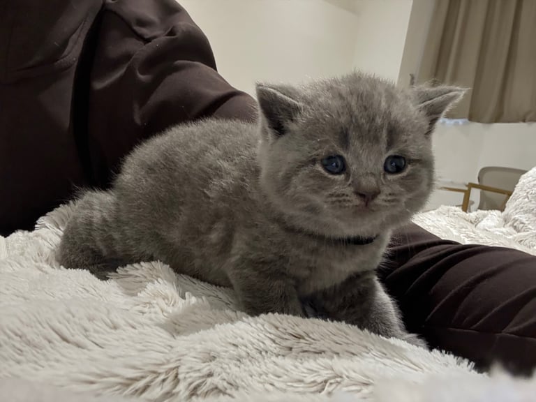 BSH kittens - All SOLD 