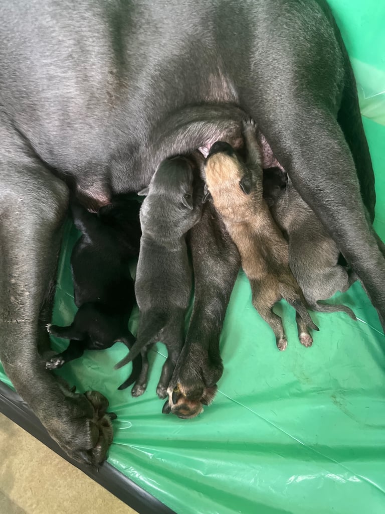 Cane Corso x belgian malinois 04/10/25 