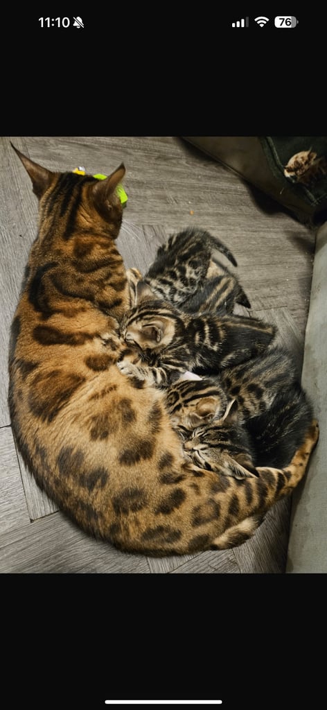 image for TICA Registered Bengal Kittens