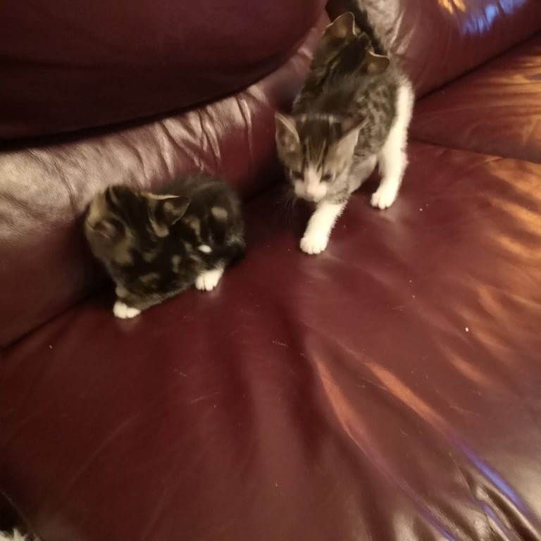 4 lovely kittens for sale 