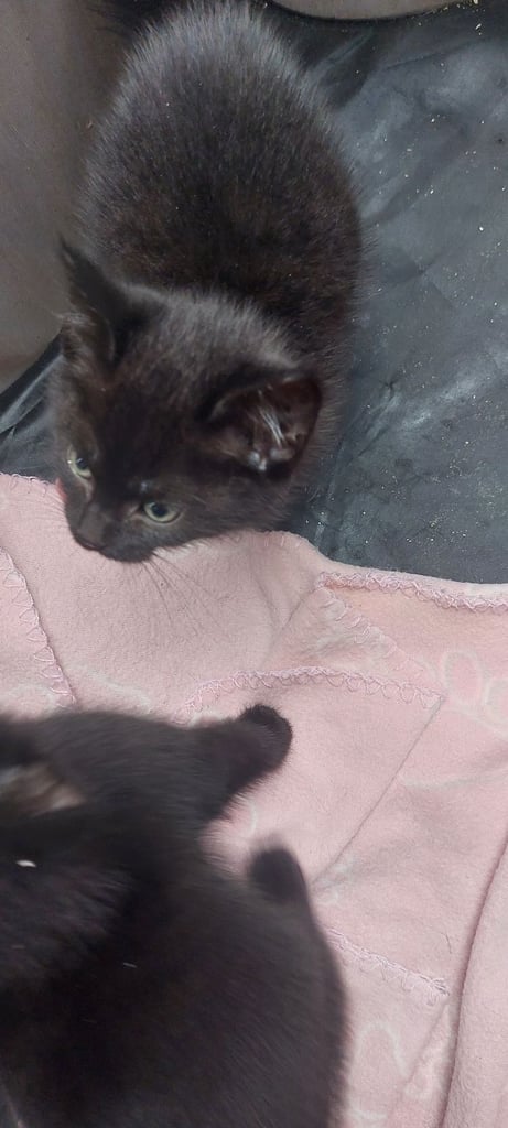 image for Black boys