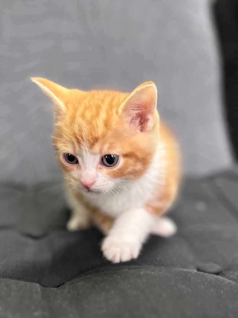 Kittens