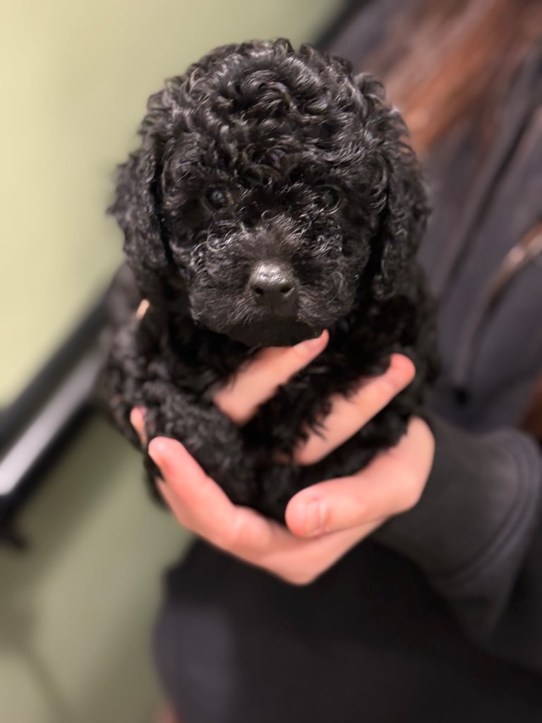 Gorgeous F1B Shihpoo puppies ready 2nd November 🐾🐕🤍
