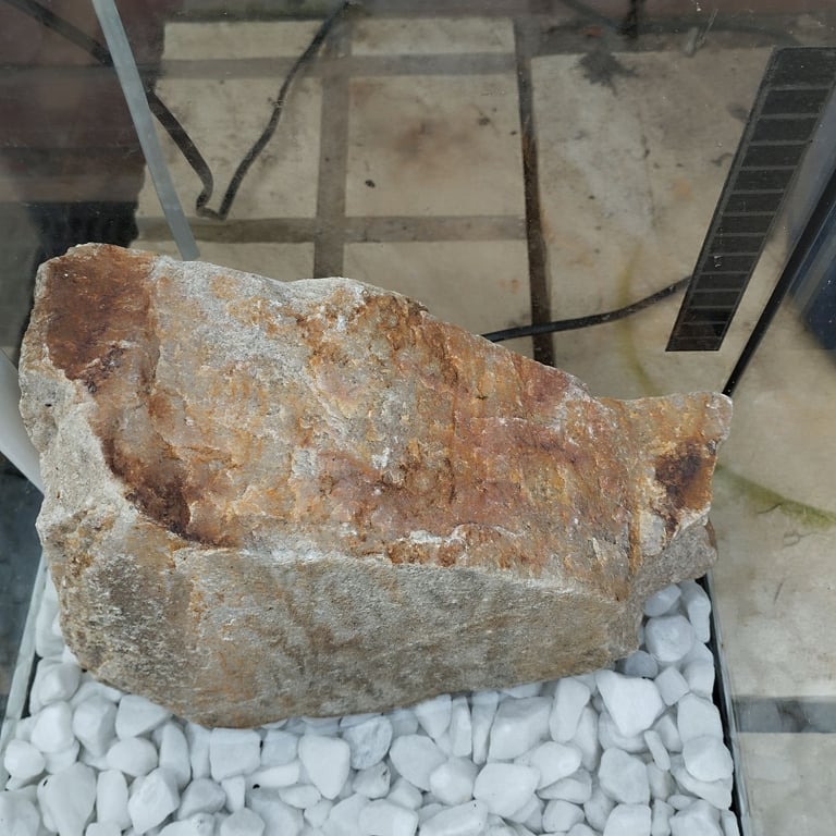 Fish or Turrapin or Newt 