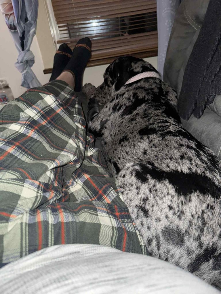 Loving dog needs rehoming