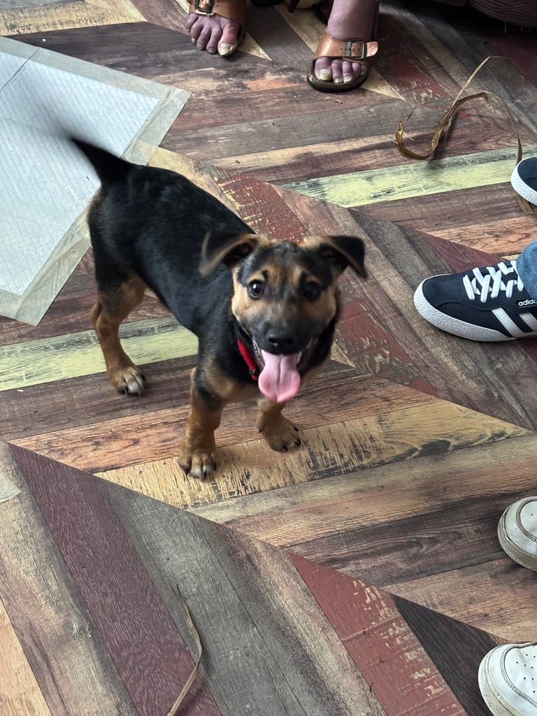 Male Jack Russell puppy 