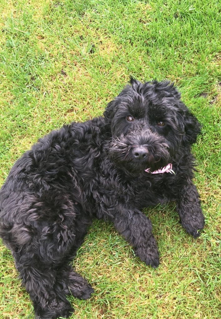 Cockapoo puppies 