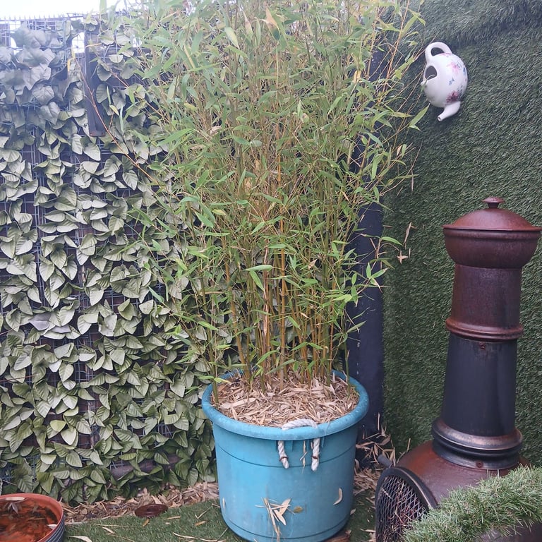 image for Large bamboo plant