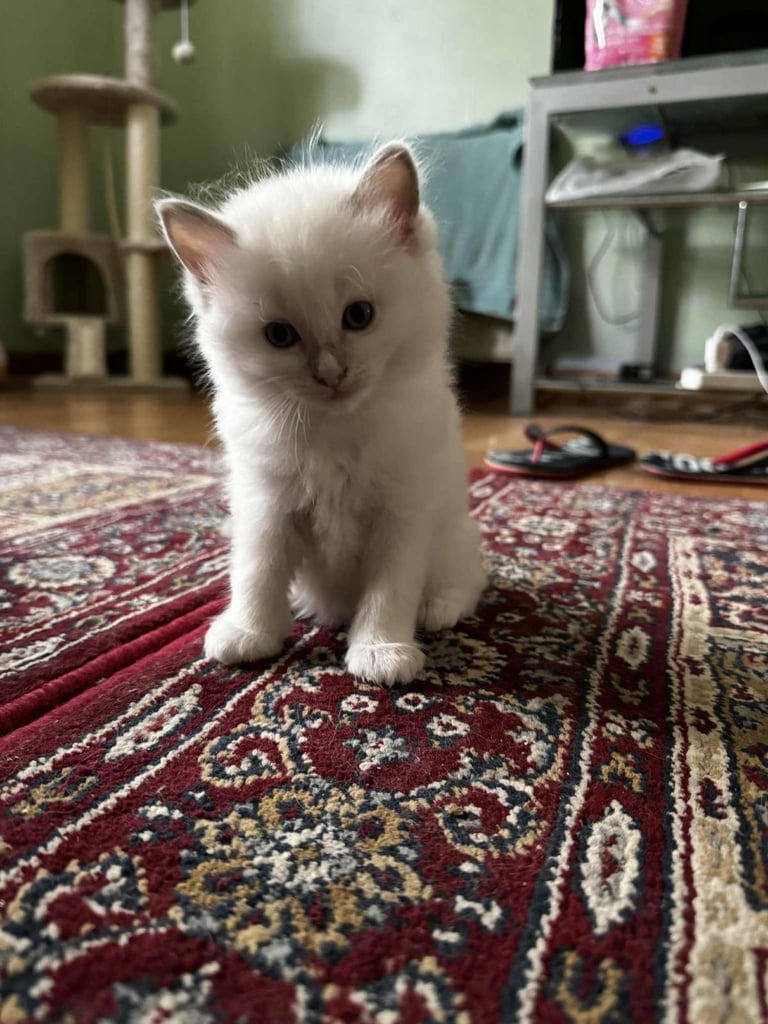 edinburgh female ragdoll kitten