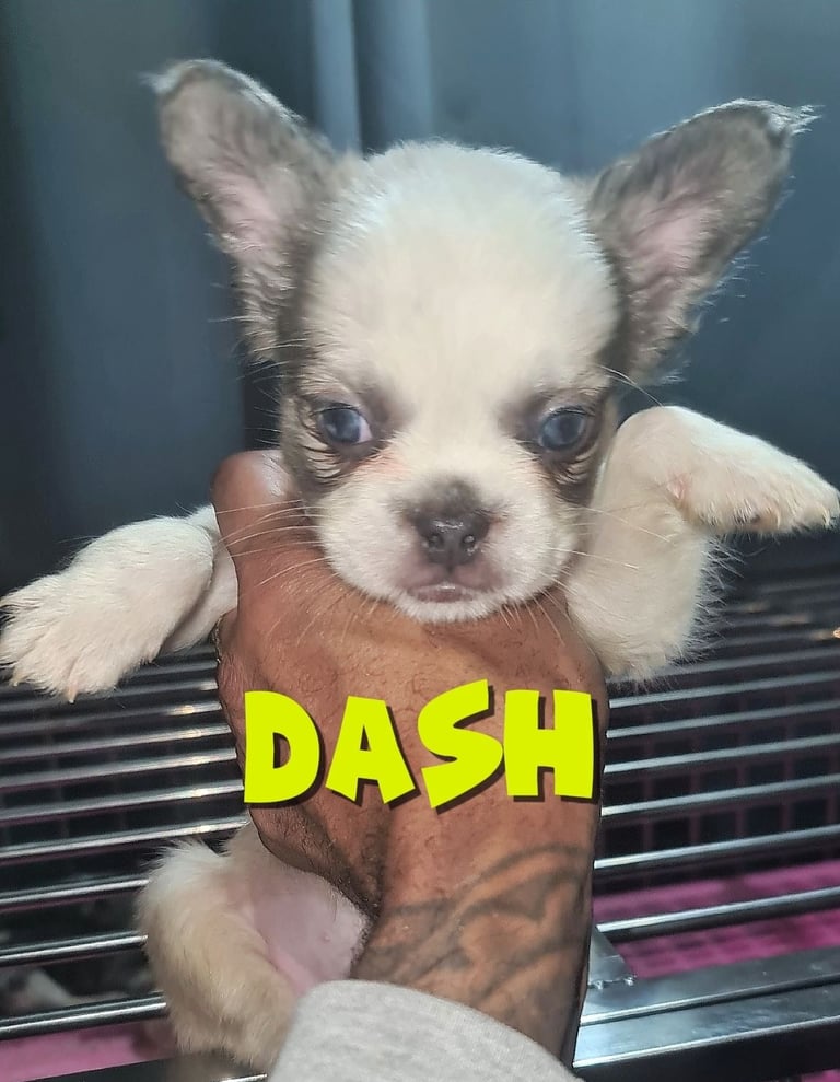  💎 7 Rare Visual Fluffy French Bulldog Puppies – Top Quality, Ready Now! 💎