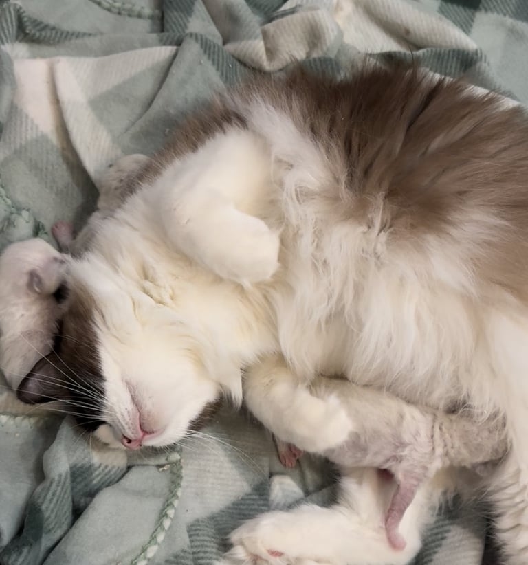 Ragdoll kittens for sale GCCF 