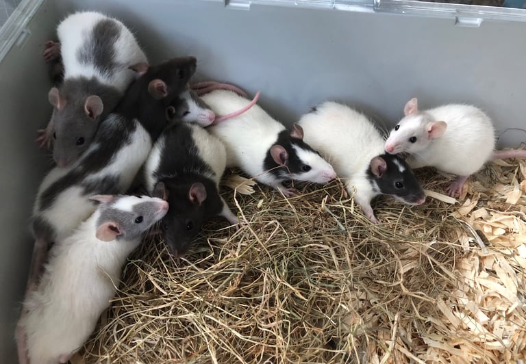Very cute and friendly fancy baby rats