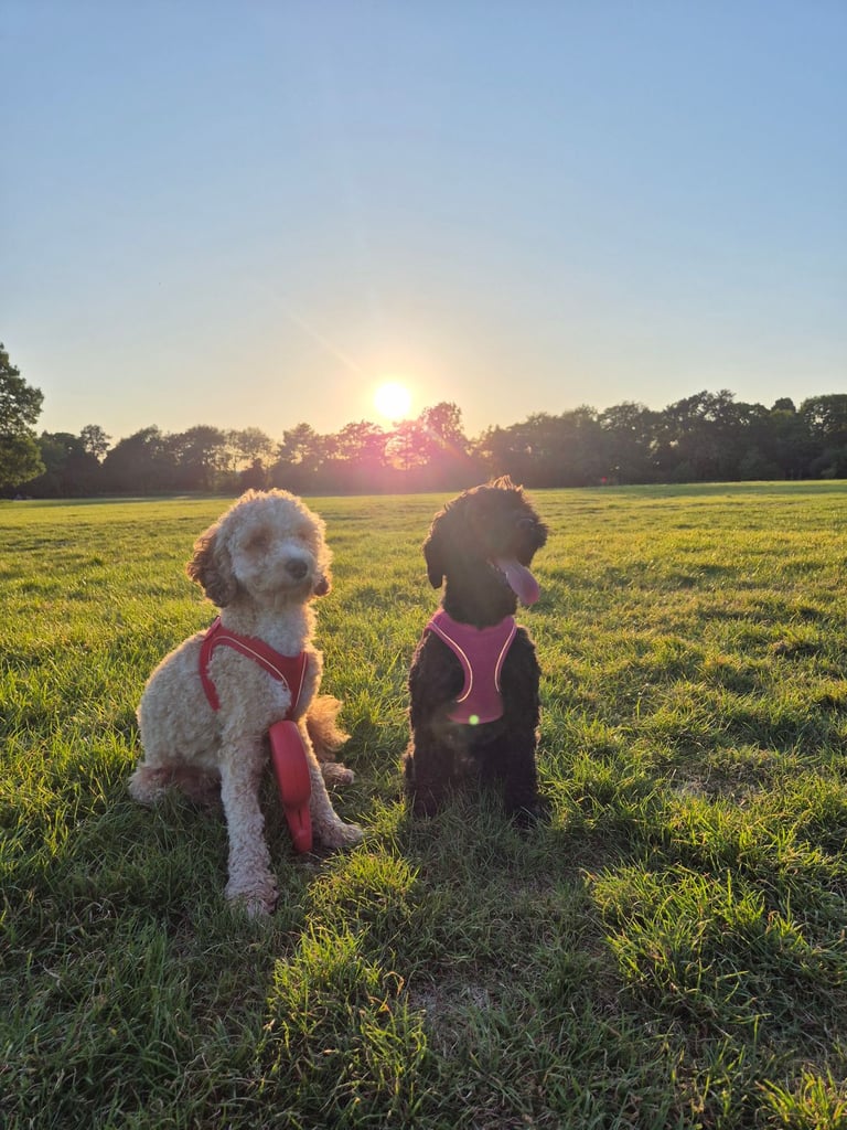 F2 COCKAPOOS FAMILY-REARED PETS