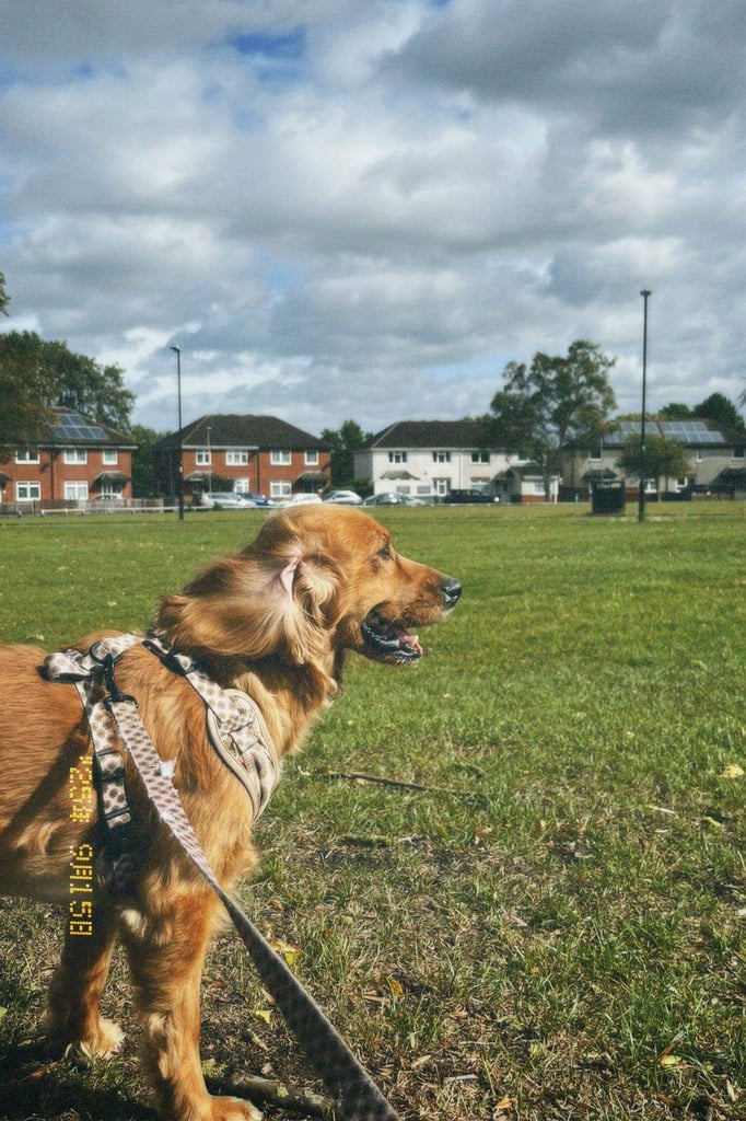 Cocker Spaniel for a good home