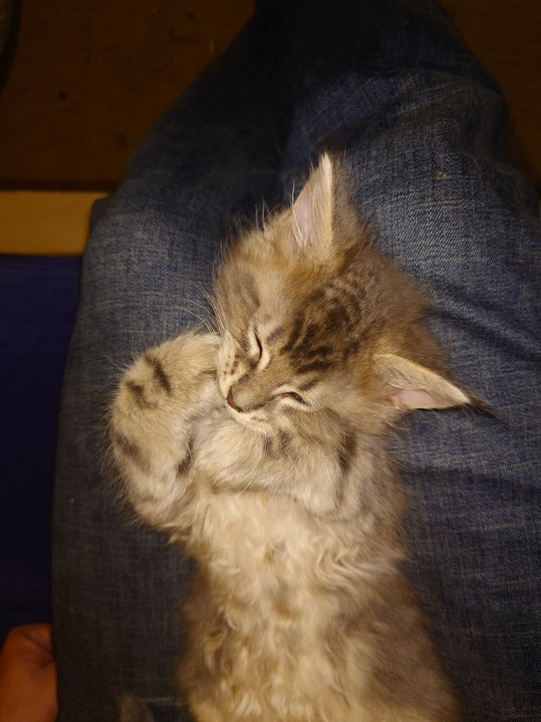 Purebred Maine Coon Kittens 