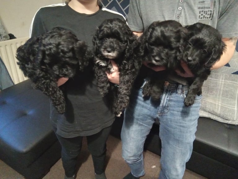 Gumtree puppies 2024 for sale